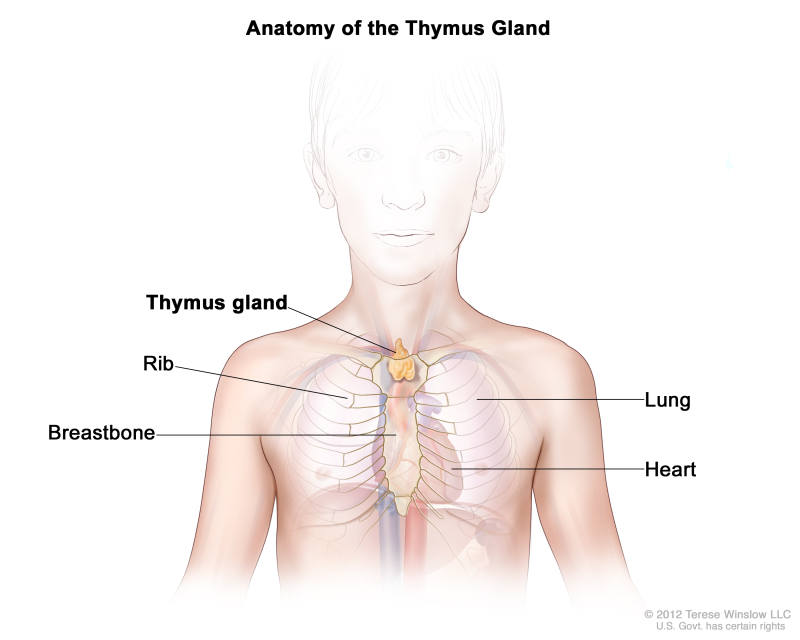 Figure Anatomy Of The Thymus Gland Pdq Cancer Information Summaries Ncbi Bookshelf