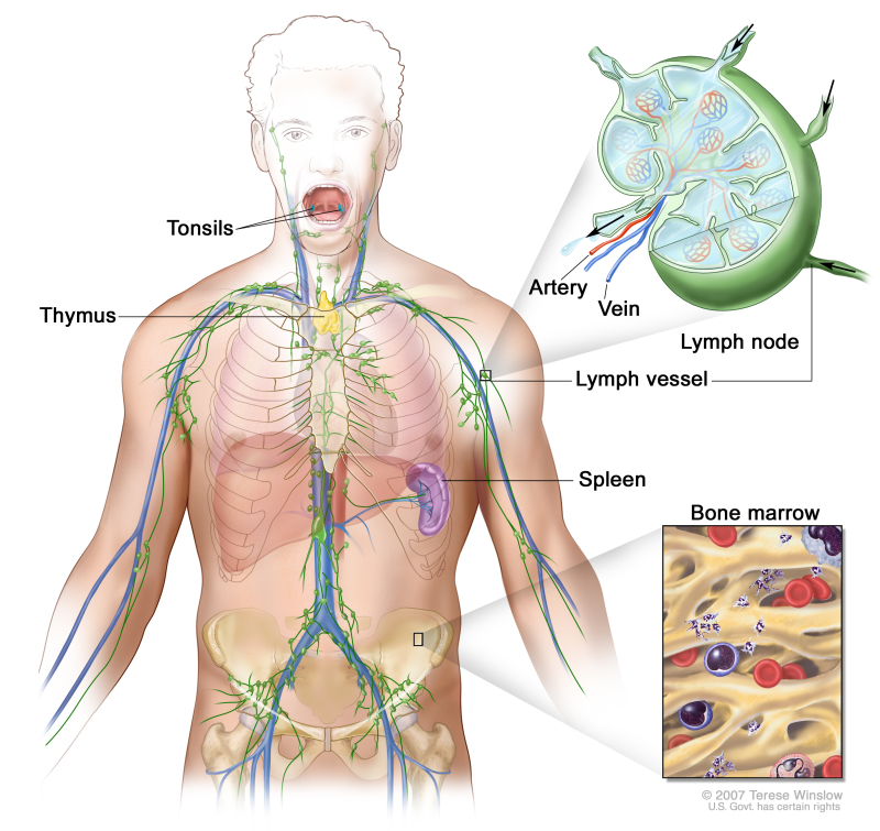 thymus structure