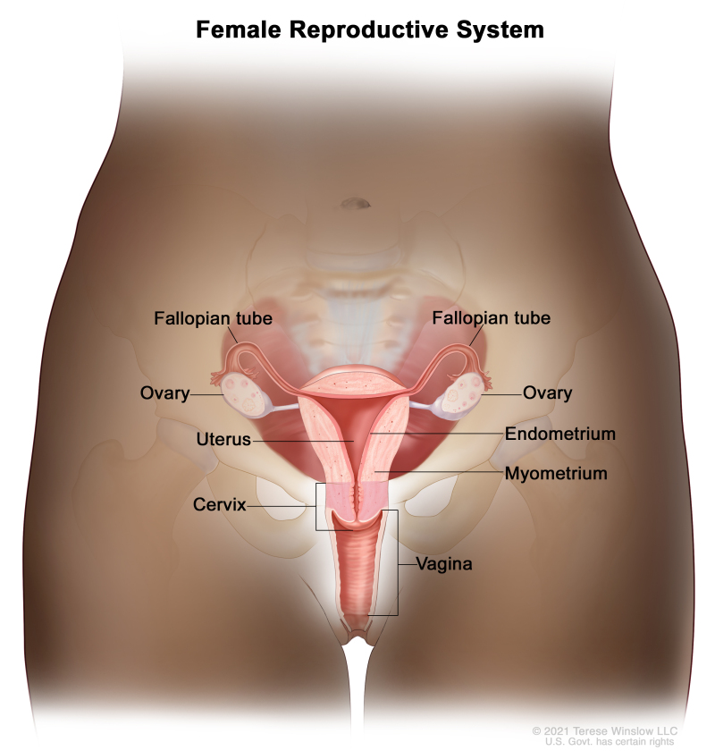 Ovarian Fallopian Tube And Primary Peritoneal Cancers Prevention PDQ   CDR0000609921 