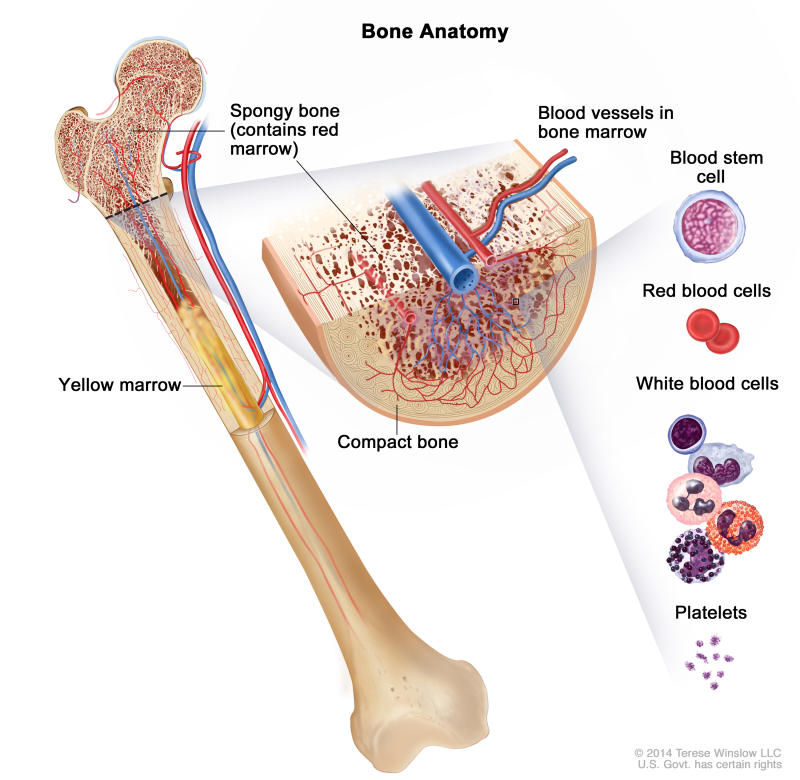 Figure, Anatomy of the female reproductive system.] - PDQ Cancer  Information Summaries - NCBI Bookshelf