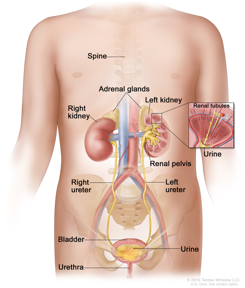 kidney and bladder anatomy