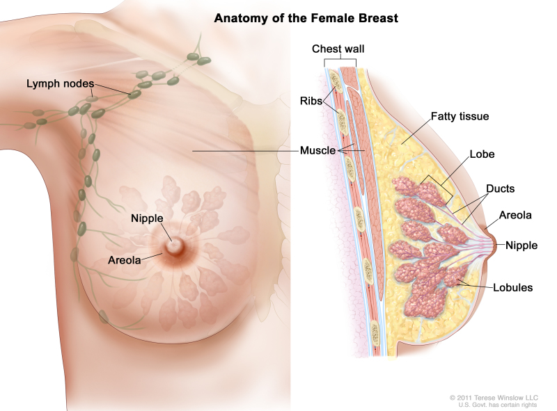 Anatomy of the Female Chest - Trial Exhibits Inc.