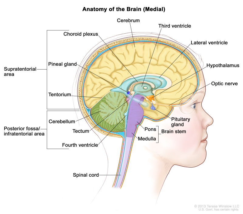 Figure Figure 1 Anatomy Of The Pdq Cancer Information Summaries Ncbi Bookshelf 4773