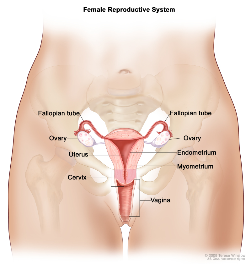 Uterine Cancer is mostly known as cancer of the womb. Cancer of the uterus  begins from abnormal cells in the lining of the uterus (endometrium), the  muscle tissue (myometrium), or the connective