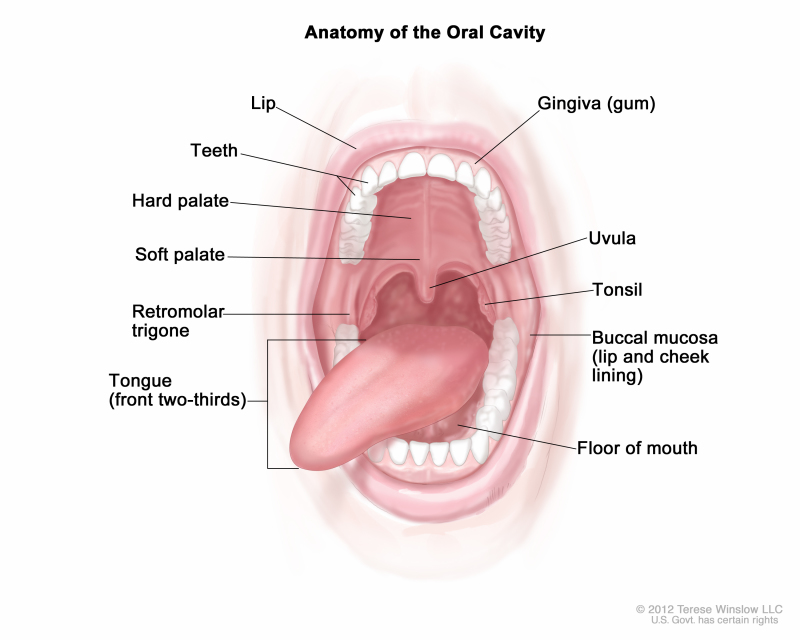 oral cavity tongue