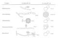 Figure 75-3. Diagrammatic representation of the saprophytic and invasive tissue forms of pathogenic fungi.