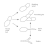 Figure 75-4. Germination of Candida albicans.