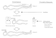 Figure 26-3. Major routes of transmission and prevention of spread of nosocomial pathogens.