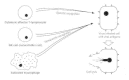 Figure 50-5. Lysis of virus-infected cells by cytotoxic effector cells.