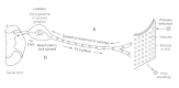 Figure 46-4. Establishment and reactivation of latent herpesvirus infections.