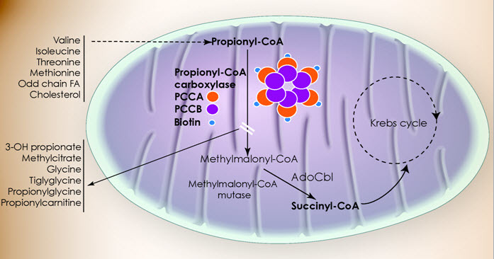 acetyl coa carboxylase pathway
