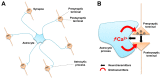 Figure 1. The tripartite synapse.