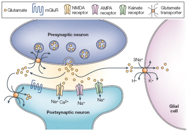 Figure 1. Schematic drawing of a glutamatergic synapse, with postsynaptic AMPA, NMDA, KA and metabotropic receptors.