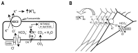 Figure 2. KCC2 in the generation of seizure-promoting [K+]o transients.