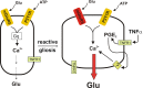 Figure 4. Potential mechanism by which inflammation could boost astrocytic glutamate release.