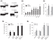 Figure 1. The enhanced tonic GABAA current in TC neurons of rat and mouse genetic models of typical absence seizures results from a malfunction in the GABA transporter GAT-1.
