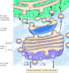 Figure 9.23. Regions of the Golgi apparatus.