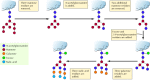 Figure 9.24. Processing of N-linked oligosaccharides in the Golgi.