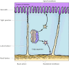 Figure 9.28. Transport to the plasma membrane of polarized cells.