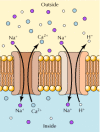 Transport of Small Molecules - The Cell - NCBI Bookshelf