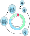 Figure 14.1. Phases of the cell cycle.
