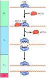 Figure 14.11. Restriction of DNA replication.