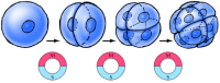 Figure 14.2. Embryonic cell cycles.