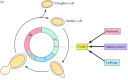 Figure 14.5. Regulation of the cell cycle of budding yeast.