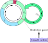Figure 14.6. Regulation of animal cell cycles by growth factors.