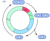 Figure 14.7. Cell cycle of fission yeast.