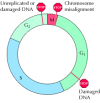 Figure 14.8. Cell cycle checkpoints.