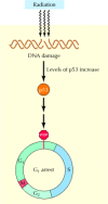 Figure 14.9. Role of p53 in G1 arrest induced by DNA damage.