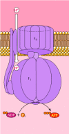 Figure 10.11. Structure of ATP synthase.