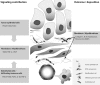 Figure 1. . Cell-cell interactions and ECM deposition contributing to desmoplasia in pancreatic cancer.