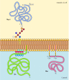Figure 12.10. Examples of proteins anchored in the plasma membrane by lipids and glycolipids.
