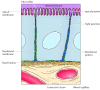 Figure 12.12. A polarized intestinal epithelial cell.