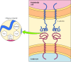 Figure 12.14. Binding of selectins to oligosaccharides.