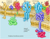 Figure 12.3. Fluid mosaic model of the plasma membrane.