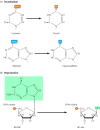 Figure 5.19. Spontaneous damage to DNA.