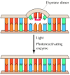 Figure 5.21. Direct repair of thymine dimers.