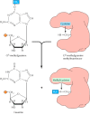 Figure 5.22. Repair of O6-methylguanine.