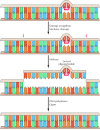 Figure 5.24. Nucleotide-excision repair of thymine dimers.