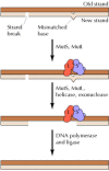 Figure 5.26. Mismatch repair in mammalian cells.