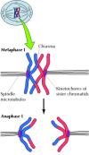 Figure 14.36. Chromosome segregation in meiosis I.