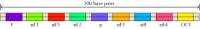 Figure 6.23. The immunoglobulin enhancer.