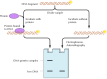 Figure 6.24. Electrophoretic-mobility shift assay.