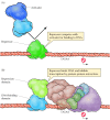 Figure 6.30. Action of eukaryotic repressors.