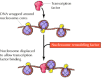 Figure 6.33. Nucleosome remodeling factors.