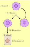 Figure 14.43. Stem cell proliferation.