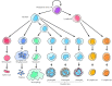 Figure 14.44. Formation of blood cells.